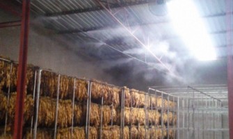 Produção de tabaco