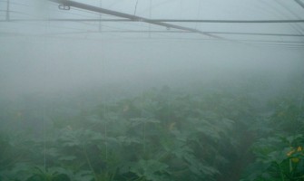 Estufas de iorangereya