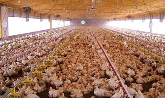 Sistemas de refrigeração por névoa na pecuária, fazendas de suínos, estábulos, fazendas de aves