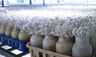 Em fazendas de cogumelos