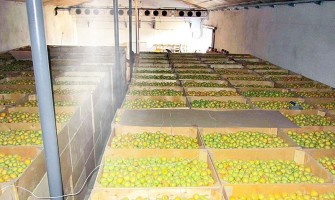 Para armazenar alimentos e frutas em armazéns e refrigeradores industriais